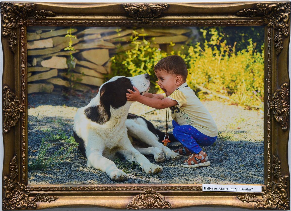 В Ашхабаде открылась выставка в честь Праздника туркменского алабая ...